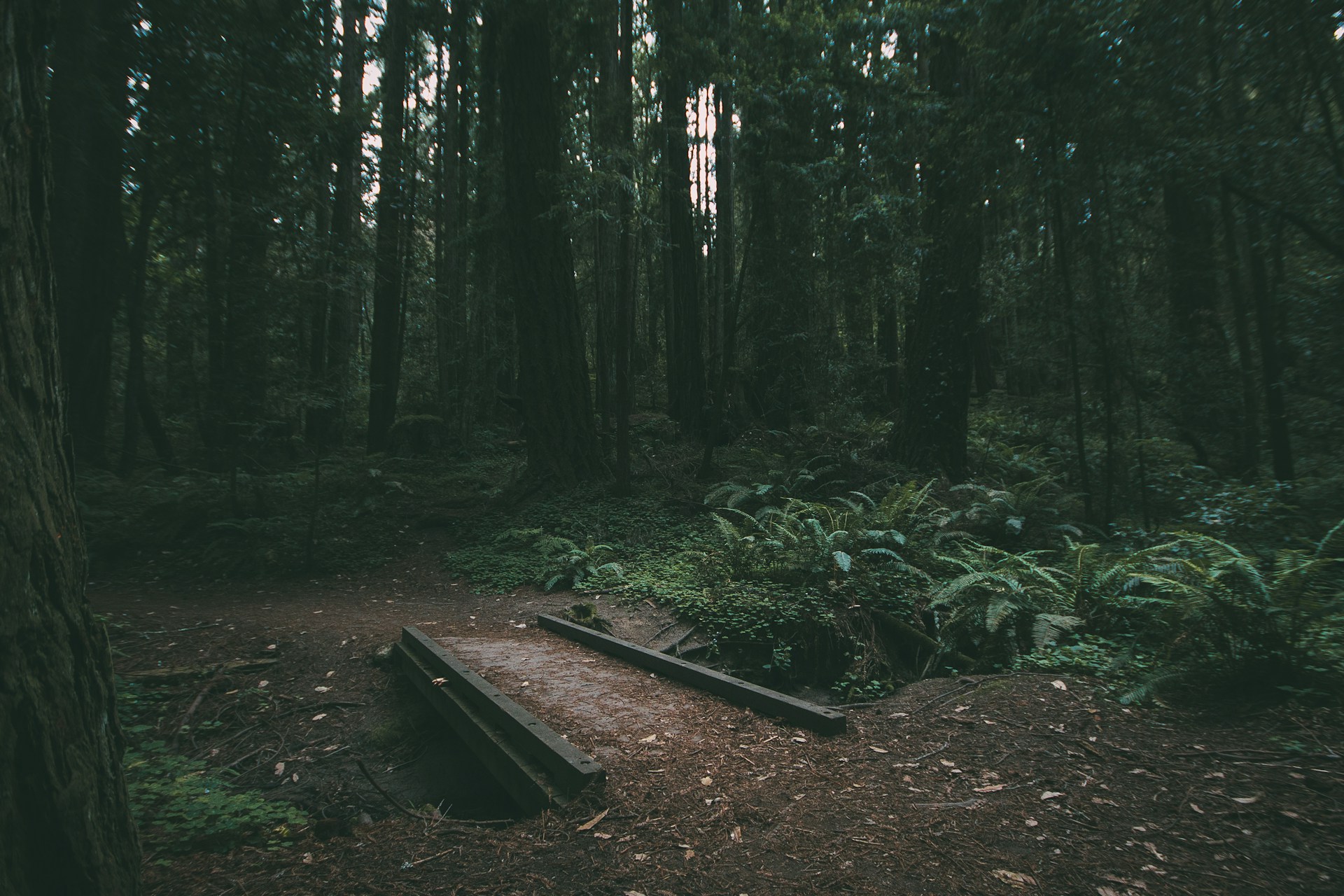 Trail in the woods