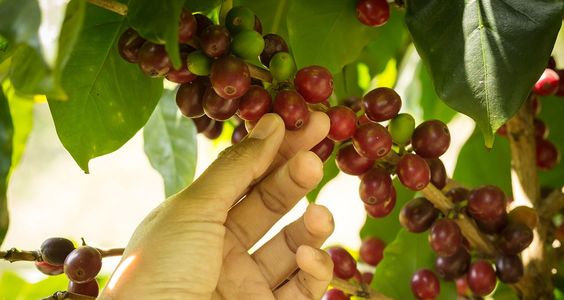 Coffee beans being hand-picked